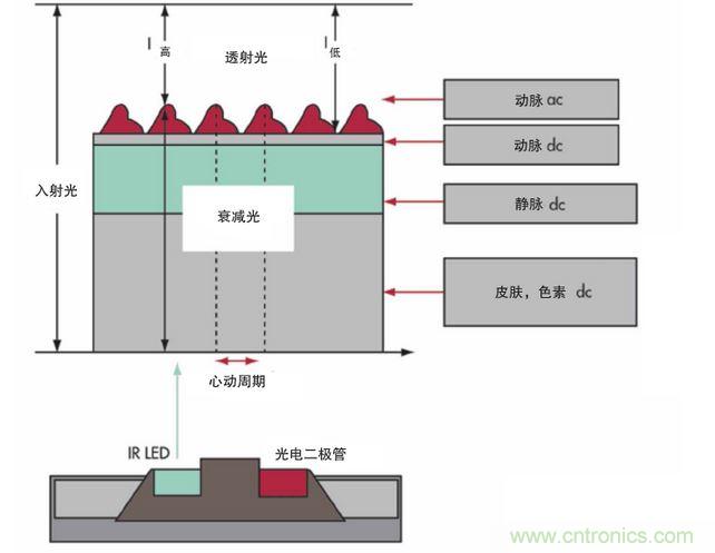 可以用發(fā)光二極管 （LED） 來(lái)照亮皮膚，然后測(cè)量反射到一個(gè)光電二極管的光量來(lái)監(jiān)測(cè)每個(gè)心動(dòng)周期