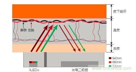 反射光脈搏測量原理。傳感器發(fā)出的光透過皮膚和組織，一部分被吸收，一部分被反射回檢測器。因?yàn)閯用}中的血流量隨心臟的每次跳動會有所變化，因此光線被吸收的量以及檢測器收到的信號強(qiáng)度也會隨之發(fā)生改變。綠光可以在手腕處提供最佳結(jié)果，而紅光和紅外光一般用于手指測量。 8