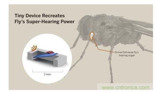 顯示研究人員們經(jīng)由這種寄生蠅的聲音處理機(jī)制啟發(fā)，開(kāi)發(fā)出一款低功耗的麥克風(fēng)組件。