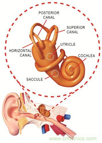 圖1. 人體平衡和聽(tīng)力是內(nèi)耳中復(fù)雜平衡器官的一部分。