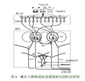 仿生傳感器的定義、原理、分類及應(yīng)用